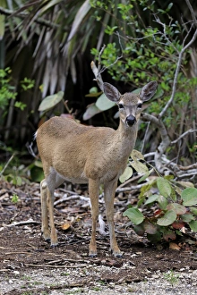 Florida Prints: Key Deer (Odocoileus virginianus clavium) doe