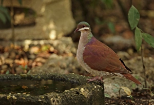 Pigeon Prints: Key West Quail-dove (Geotrygon chrysia) adult