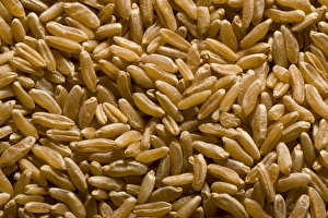 Piles Prints: Khorasan Wheat (Triticum turanicum) Kamut