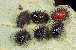 Pupa Prints: Kidney-spot Ladybird (Chilocorus renipustulatus) six pupae