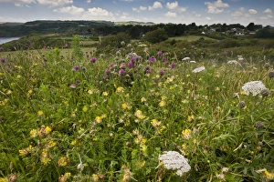 Kidney-vetch (Anthyllis vulneraria), Wild Carrot (Daucus carota) and Greater Knapweed (Centaurea scabiosa) flowering