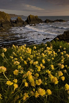 Cliff Top Prints: Kidney-vetch (Anthyllis vulneraria) flowering