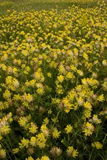 Yellow Prints: Kidney-vetch (Anthyllis vulneraria) flowering mass
