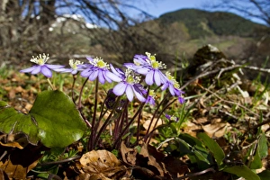 Pyrenean Prints: Kidneywort (Anemone hepatica) flowering