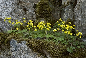 Endemic Prints: Kikko Buttercup (Ranunculus kykkoensis) flowering, Cyprus, March