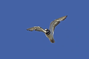 Plovers Prints: Killdeer (Charadrius vociferus) adult