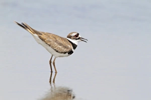 Shallows Prints: Killdeer (Charadrius vociferus) adult