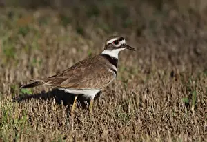 Plovers Prints: Killdeer (Charadrius vociferus ternominatus) adult