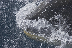 Killer Whale (Orcinus orca) adult, close-up of head, breaking surface of sea, Antarctic Peninsula, Antarctica