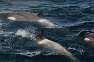 Whale Prints: Killer Whale (Orcinus orca) Antarctic Type B