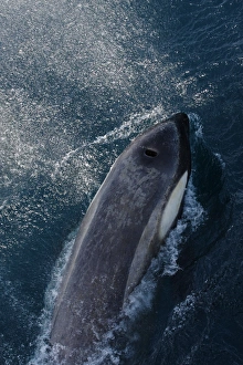 Killer Whale (Orcinus orca) Antarctic Type B, adult female, surfacing, Antarctic Peninsula, Antarctica, december