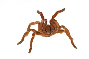 Defence Prints: King Baboon Spider (Citharischius crawshayi) adult, in defensive posture