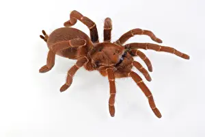 King Baboon Spider (Citharischius crawshayi) adult