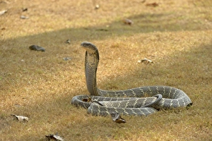 King Cobra (Ophiophagus hannah) adult, rearing up with hood flattened in threat display, Bali, Lesser Sunda Islands