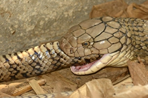 King Cobra (Ophiophagus hannah) adult, close-up of head, feeding on ratsnake prey, Bali, Lesser Sunda Islands
