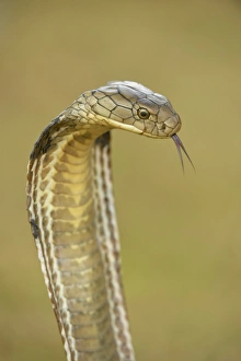 King Cobra (Ophiophagus hannah) adult, close-up of head, flicking forked tongue