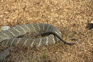 King Cobra (Ophiophagus hannah) adult, close-up of tail, Bali, Lesser Sunda Islands, Indonesia, October