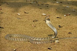 King Cobra (Ophiophagus hannah) adult, rearing up with hood flattened in threat display, Bali, Lesser Sunda Islands
