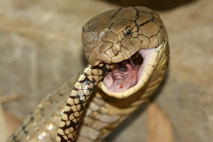 King Cobra (Ophiophagus hannah) adult, close-up of head, feeding on ratsnake prey, Bali, Lesser Sunda Islands