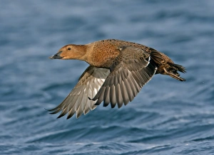 King Eider (Somateria spectabilis) adult female, in flight over sea, Northern Norway, march
