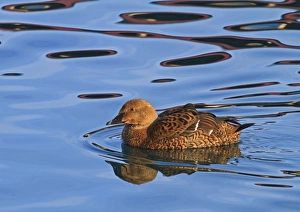 King Eider (Somateria spectabilis) adult female, swimming at sea with reflections, Northern Norway, March