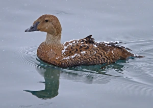 King Eider (Somateria spectabilis) adult female, swimming at sea, with snow settling on back during snowfall