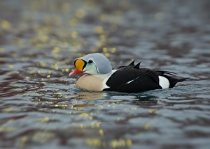 Northern Europe Prints: King Eider (Somateria spectabilis) adult male