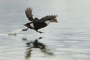 King Eider (Somateria spectabilis) adult male, taking off from sea, Svalbard, july
