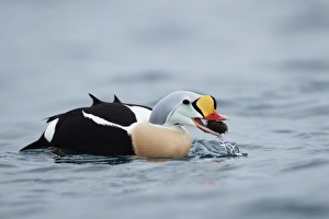 King Eider (Somateria spectabilis) adult male, feeding on freshly caught sea urchin, Norway, march