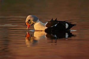 King Eider (Somateria spectabilis) adult male, breeding plumage, swimming, Cambridge Bay, Victoria Island
