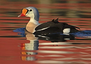 King Eider (Somateria spectabilis) adult male, breeding plumage, swimming at sea with reflections, Northern Norway