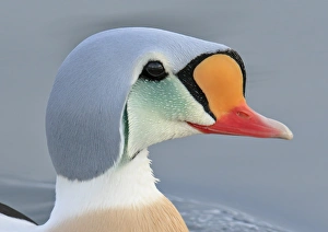 King Eider (Somateria spectabilis) adult male, breeding plumage, close-up of head, swimming at sea, Northern Norway