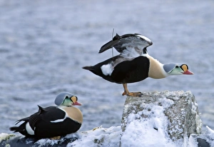 Radio Prints: King Eider (Somateria spectabilis) two adult males