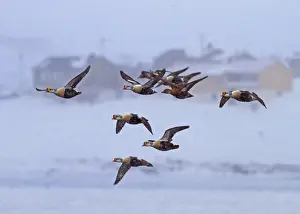 Winters Prints: King Eider (Somateria spectabilis) adult males and female