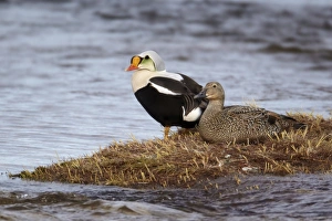 Drakes Prints: King Eider (Somateria spectabilis) adult pair
