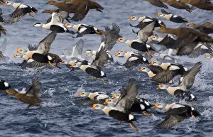 King Eider (Somateria spectabilis) and Common Eider (Somateria mollissima) flock, in flight, taking off from sea, Varanger Fjord, Norway, march