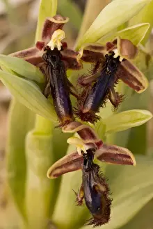 Chios Prints: King Ferdinands Orchid Ophrys regis-ferdinandii close-up of flowers, Chios, Greece, April