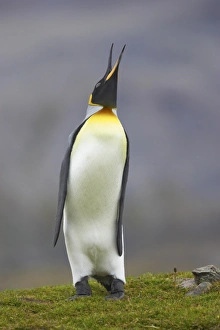 King Penguin (Aptenodytes patagonicus) adult, braying, standing on grass, Fortuna Bay, South Georgia