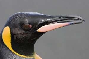 King Penguin (Aptenodytes patagonicus) adult, close-up of head and beak, St. Andrews Bay, South Georgia, november