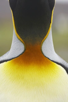 King Penguin (Aptenodytes patagonicus) adult, close-up of neck, Salisbury Plain, South Georgia