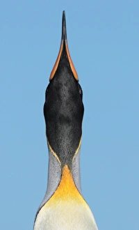 King Penguin (Aptenodytes patagonicus) adult male, close-up of head and neck, in skypointing and trumpeting display, Salisbury Plain, South Georgia, november
