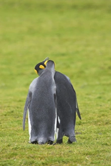Displays Prints: King Penguin (Aptenodytes patagonicus) adult pair