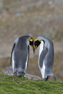 King Penguin (Aptenodytes patagonicus) adult pair, in courtship display, St. Andrews Bay, South Georgia, February