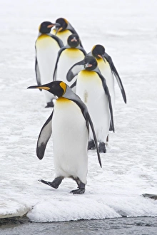 Christmas Prints: King Penguin (Aptenodytes patagonicus) six adults