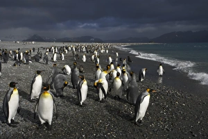 Stormclouds Prints: King Penguin (Aptenodytes patagonicus) adults