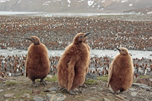 Penguin Prints: King Penguin (Aptenodytes patagonicus) four chicks
