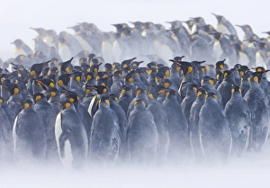 Flock Prints: King Penguin (Aptenodytes patagonicus) colony