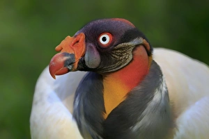Bill Prints: King Vulture (Sarcoramphus papa) adult, close-up of head (captive)
