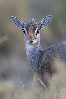 Serengeti Prints: Kirks Dik-dik (Madoqua kirkii) adult female