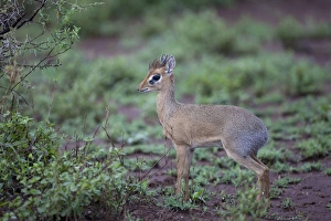 Serengeti Prints: Kirk's Dik-dik (Madoqua kirkii) adult male